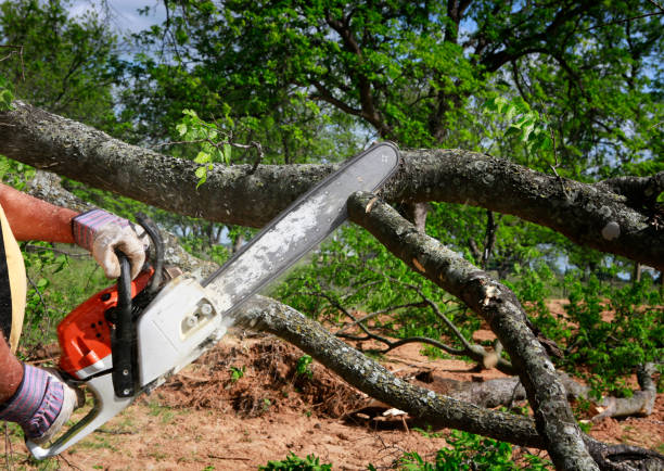 How to Choose the Right Tree Service Company