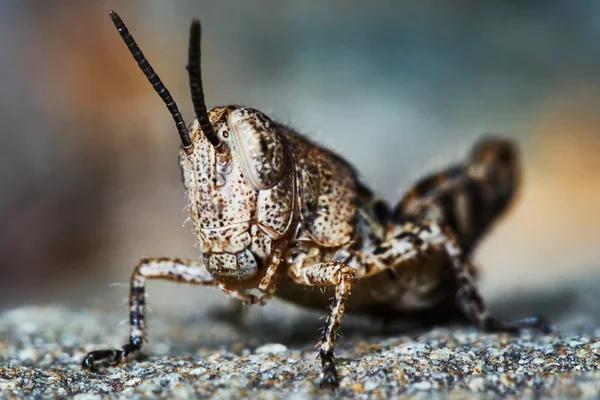 Best Cockroach Extermination Solutions for Sydney